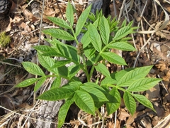 Dictamnus dasycarpus