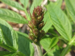 Dictamnus dasycarpus