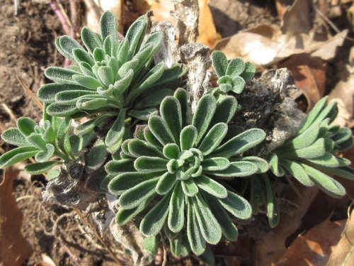 Berteroella maximowiczii iNat (2)