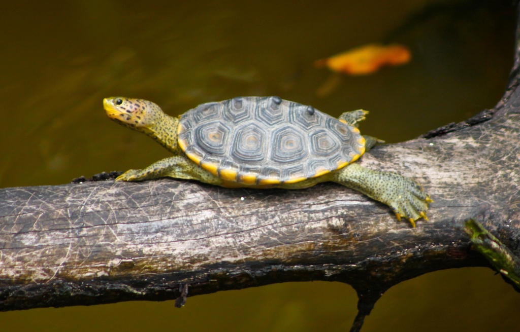 Ornate Diamond-backed Terrapin