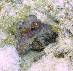Octopus insularis