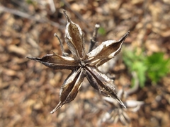 Dictamnus dasycarpus