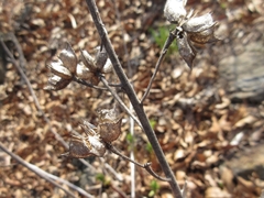 Dictamnus dasycarpus