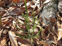 Asparagus oligoclonos
