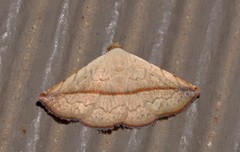 Eublemma perversicolor