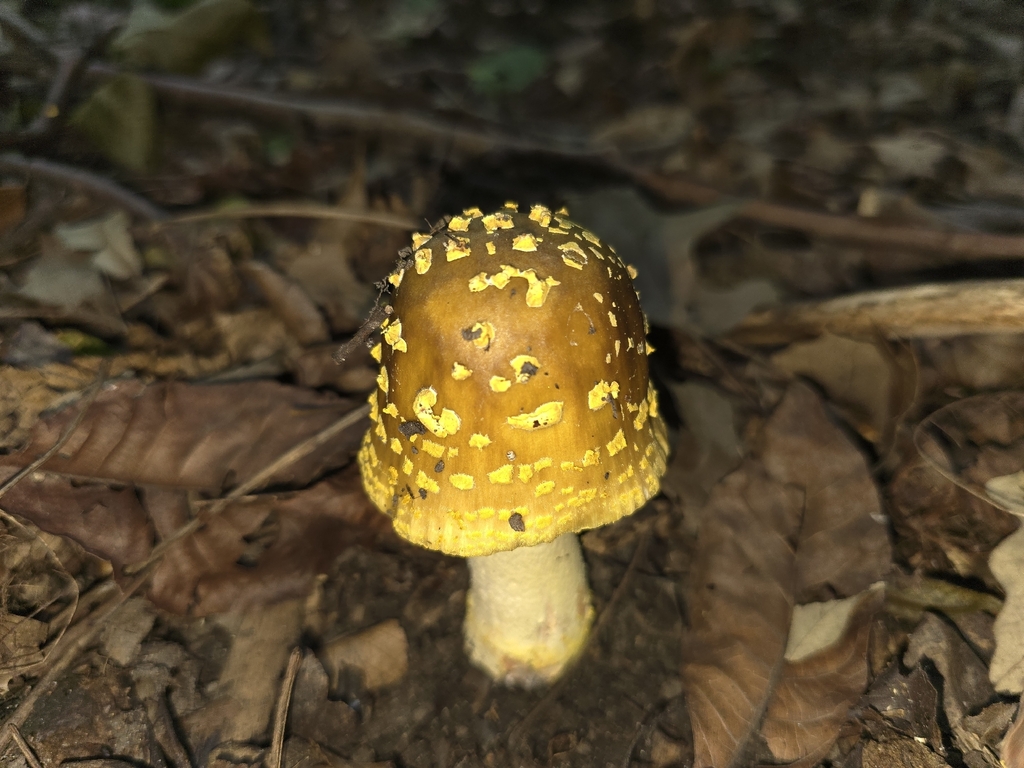 Yellow American Blusher · July 2026 · photo: Photo: (c) Jonathan De Simon, some rights reserved (CC BY) · iNaturalist
