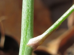 Asparagus oligoclonos