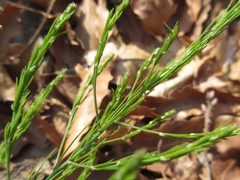 Asparagus oligoclonos