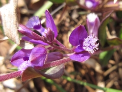 Polygala japonica