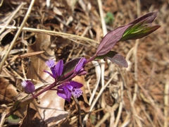Polygala japonica