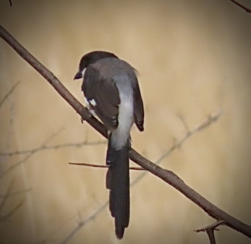 Long-tailed Fiscal (Lanius cabanisi)