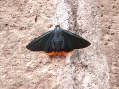 Chalypyge chalybea chloris