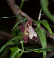 Arta epicoenalis