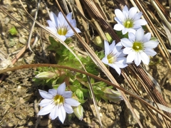 Gentiana zollingeri