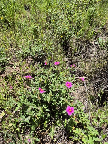 curly rockrose