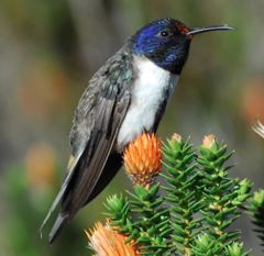 Oreotrochilus chimborazo