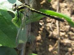 Trigomphus citimus
