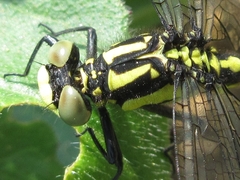 Trigomphus citimus
