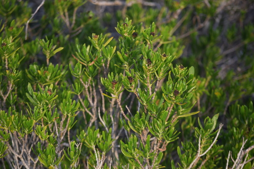 Borrichia arborescens, photograph 6