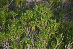 Borrichia arborescens, photograph (c) William Harmon, some rights reserved (CC BY)