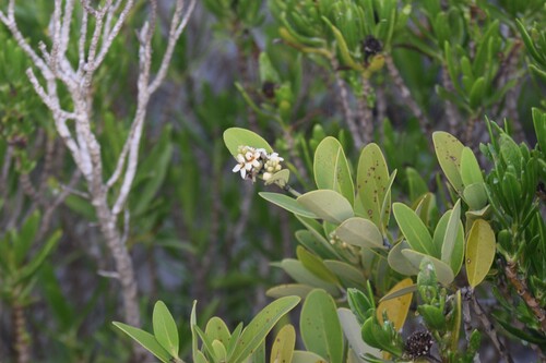 Avicennia germinans, photograph 6