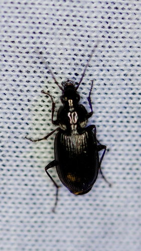 Agonum placidum photo 4