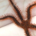 Spiny Brittle Star - Photo (c) Robin Gwen Agarwal, some rights reserved (CC BY-NC), uploaded by Robin Gwen Agarwal