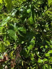 Montrichardia arborescens