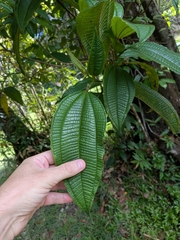 Miconia tococa, photograph Guillaume Delaitre, CC BY, iNaturalist via GBIF