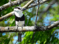 Notharchus hyperrhynchus