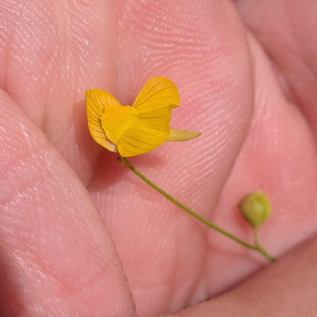 Utricularia hispida