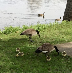 Branta canadensis