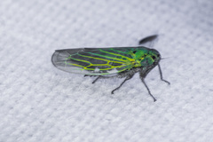 Gloridonus venditarius
