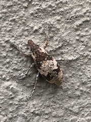 Bothynoderes affinis