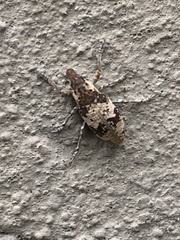 Bothynoderes affinis