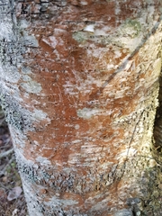 Trentepohlia umbrina