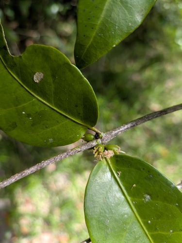 Goatwood (Cassipourea guianensis)