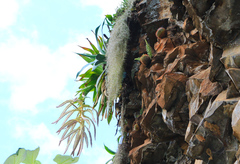 Tillandsia pamelae