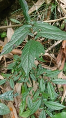 Rhamnus formosana