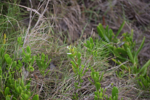 Borrichia arborescens, photograph 5