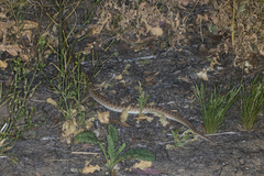 Arizona elegans eburnata