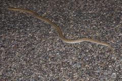 Arizona elegans eburnata