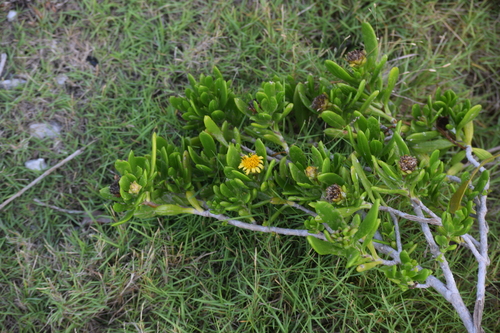 Borrichia arborescens, photograph 4