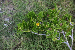 Borrichia arborescens, photograph (c) William Harmon, some rights reserved (CC BY)
