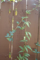 Passiflora antioquiensis