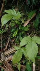 Tectaria polymorpha