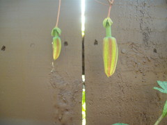 Passiflora antioquiensis