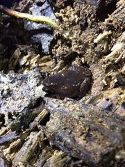 Gastrophryne elegans