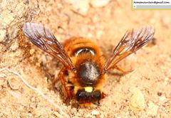 Megachile desertorum