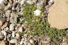 Thymus roegneri
